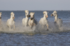 Des chevaux galopant dans les marais de camargue